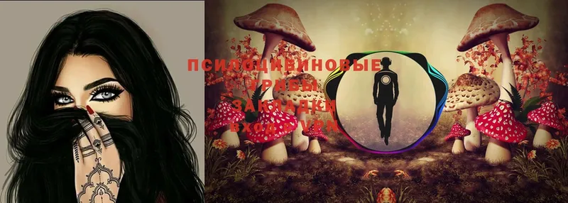 Галлюциногенные грибы Psilocybe  OMG вход  Киренск 